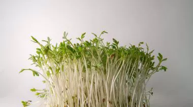 garnishing-instructions-image